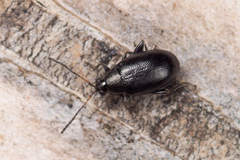 Phyllotreta atra