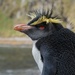 Pingüino de Penacho Amarillo Norteño - Photo (c) Brian Gratwicke, algunos derechos reservados (CC BY)