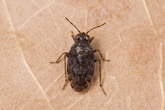 Saldula saltatoria