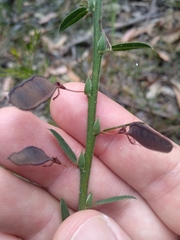 Bossiaea stephensonii