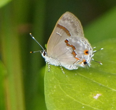 Rubroserrata ecbatana