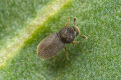 Trypophloeus