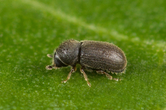 Trypophloeus