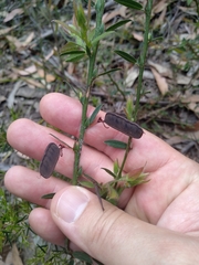 Bossiaea stephensonii