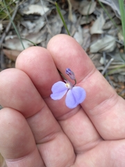 Comesperma sphaerocarpum
