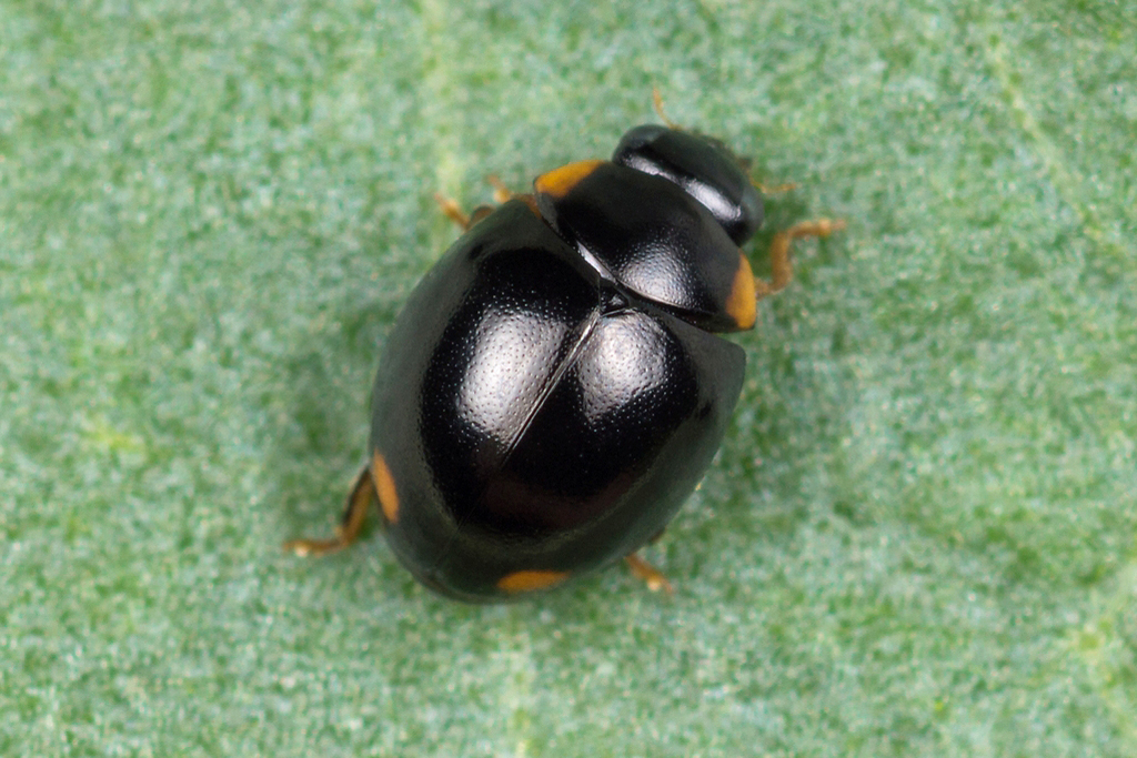 False-spotted Ladybird