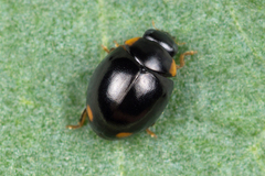 Hyperaspis reppensis