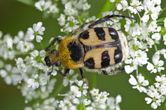 Trichius sexualis