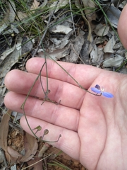 Comesperma sphaerocarpum