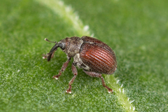 Coeliodes rubicundus