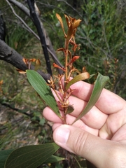 Hakea laevipes