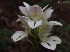 Govenia liliacea