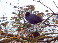Fulica atra