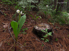 Govenia liliacea