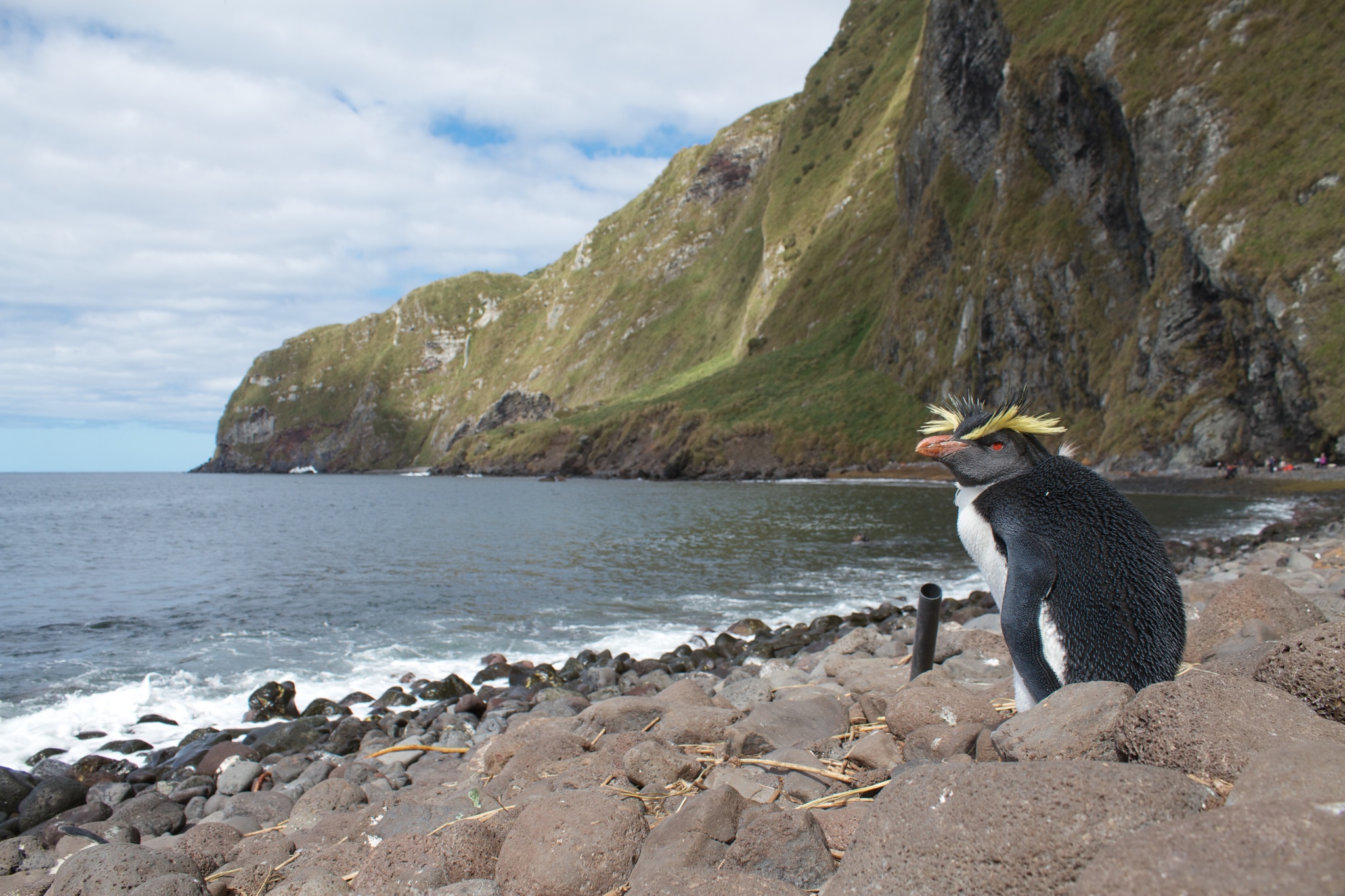 Moseley's Rockhopper Penguin illustration