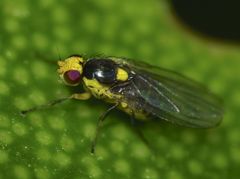 Liriomyza citreifemorata