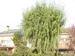 Salix cana