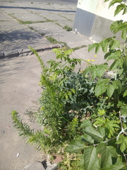 Lactuca serriola