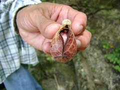 Aristolochia veracruzana