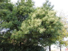Acacia dealbata dealbata