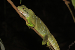 Chinese Water Dragon photo 3
