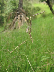 Paspalum tenellum