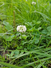 Trifolium repens
