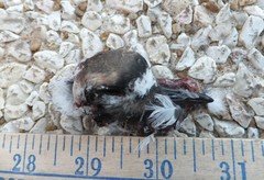 Charadrius vociferus