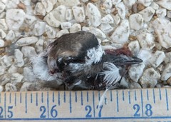 Charadrius vociferus
