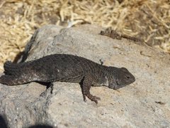 Sceloporus spinosus