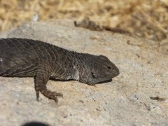 Sceloporus spinosus