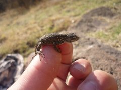 Sceloporus torquatus