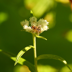 Anasimyia anausis