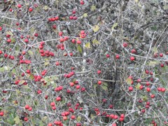 Crataegus