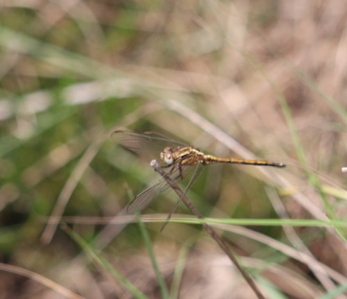 Highland Skimmer photo 5
