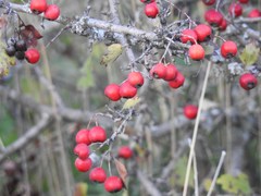 Crataegus