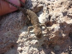 Sceloporus torquatus