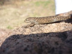 Sceloporus torquatus