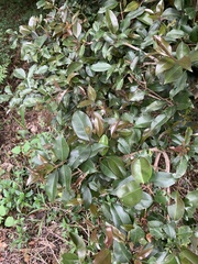Syzygium gerrardii