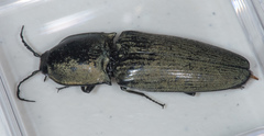 Chalcolepidius lenzi