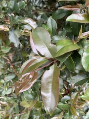 Syzygium gerrardii