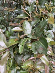 Syzygium gerrardii