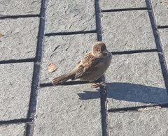 Passer domesticus