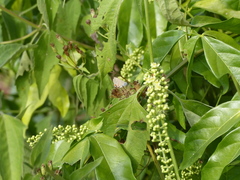 Electrostrymon endymion