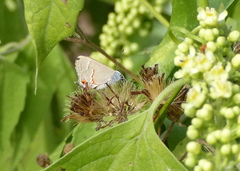 Electrostrymon endymion