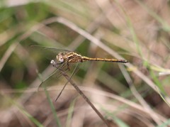 Orthetrum machadoi