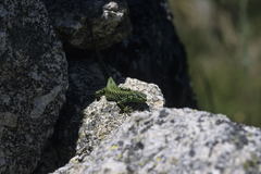 Iberolacerta cyreni