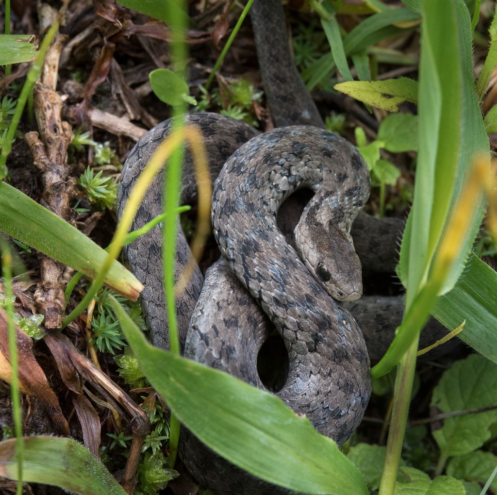 Mexican Brown Snake (Storeria storerioides)
