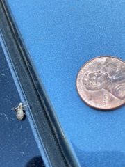 Pandeleteius defectus