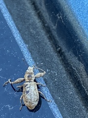 Pandeleteius defectus